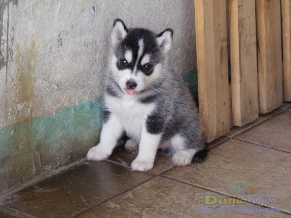 22+ Foto anjing husky keren update