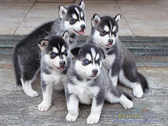 27+ Anjing puppy husky release