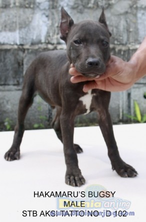 Dunia Anjing | Jual Anjing American Pit Bull Terrier - DIJUAL APBT