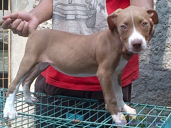 Dunia Anjing | Jual Anjing American Pit Bull Terrier - Pitbul Anakan