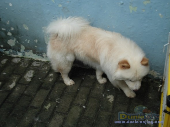 Dunia Anjing | Jual Anjing Chow Chow - Chow - Chow Dewasa