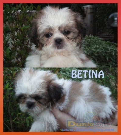 Dunia Anjing | Jual Anjing Shih Tzu - SHIHTZU PUPPIES