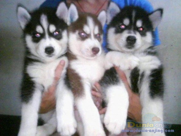 29++ Anjing husky harga new