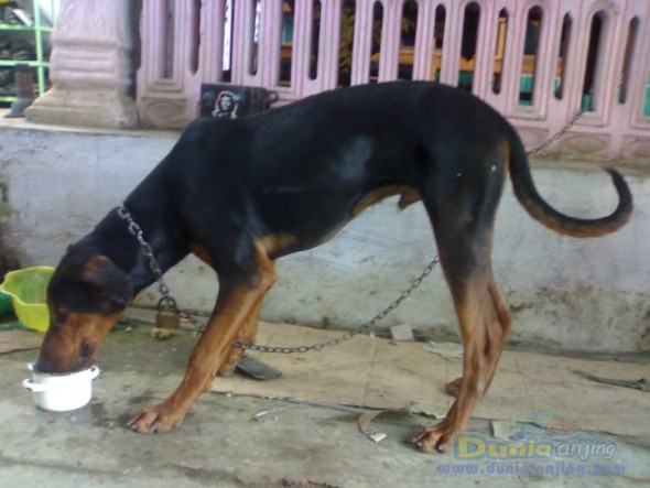 40++ Foto anjing doberman pinscher release