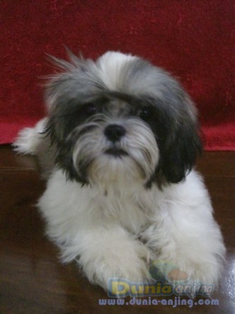 20++ Anjing shih tzu mini info