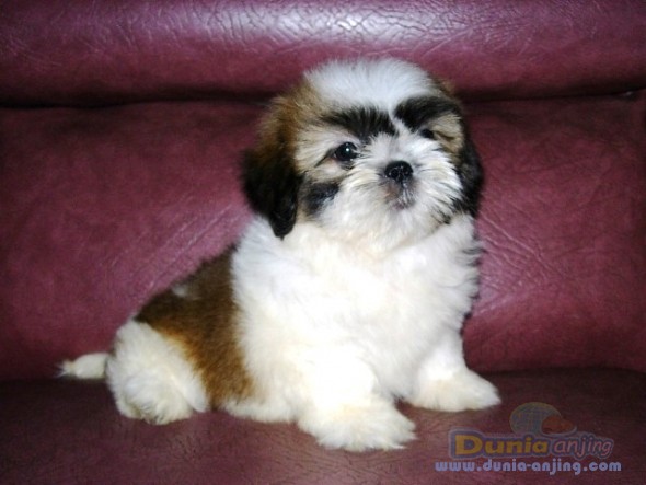 12++ Anjing shih tzu lucu new