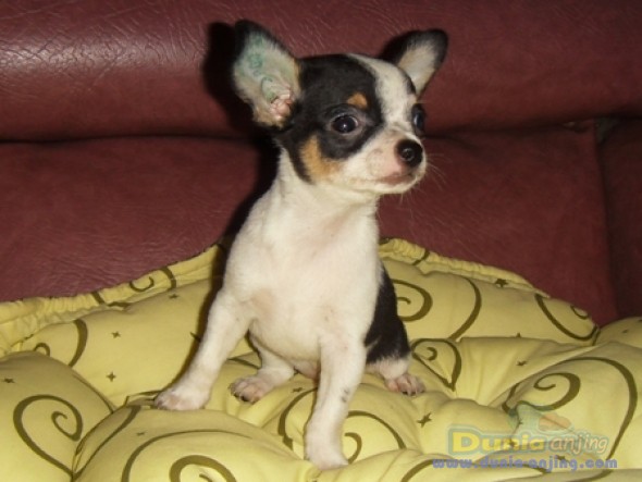 Dunia Anjing | Jual Anjing Chihuahua - Chihuahua Betina MURAH!