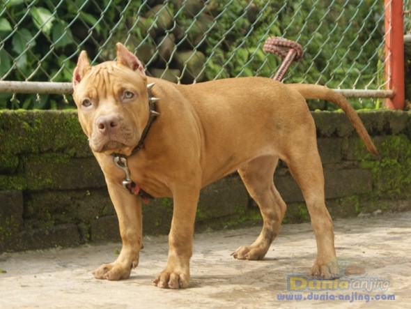 Dunia Anjing | Jual Anjing American Pit Bull Terrier - Di Jual Puppy