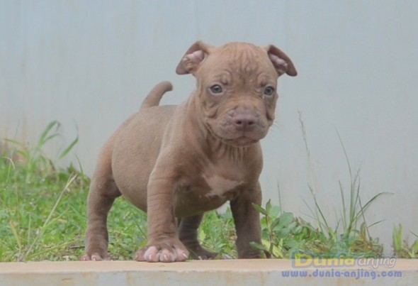 Dunia Anjing | Jual Anjing American Pit Bull Terrier - Apbt Puppies