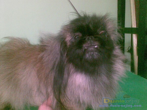 45+ Anjing pekingese dijual download