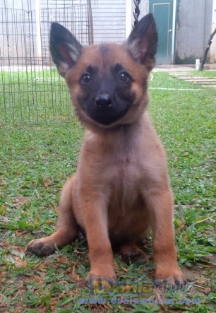 44+ Harga anakan anjing belgian malinois new