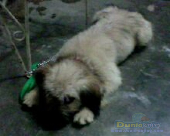 Dunia Anjing Jual Anjing Border Terrier Anak Anjing Dijual