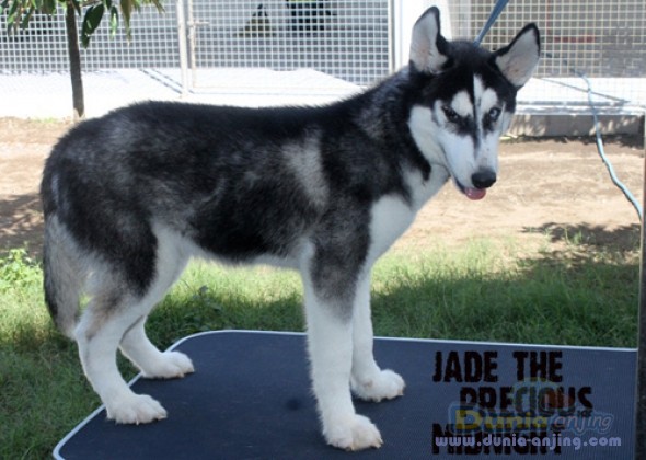 download siberian husky champion bloodlines for free