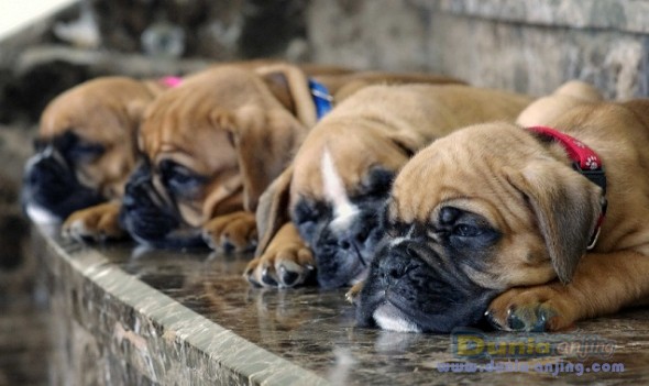 Dunia Anjing Jual Anjing Boxer Dijual 4 Anak Boxer