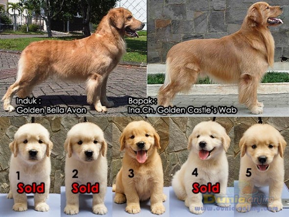 24+ Anak anjing golden harga information