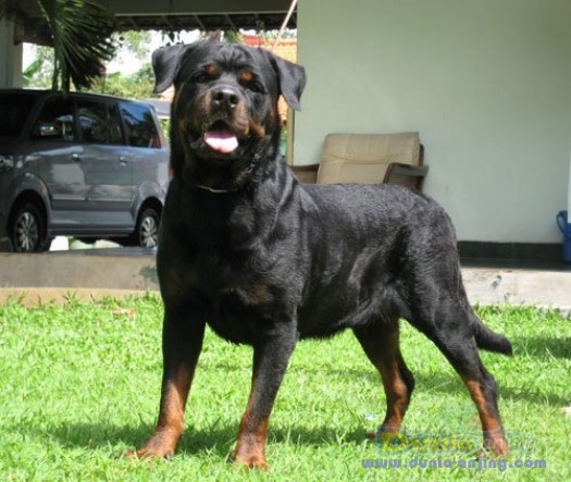 43+ Anjing rottweiler harga ideas