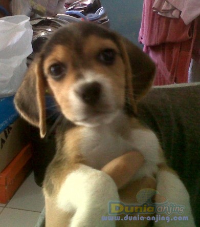 27+ Harga anak anjing beagle info