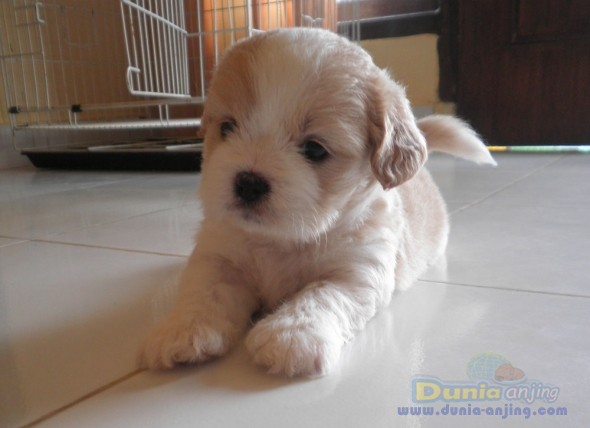 35++ Anjing maltese mix shih tzu release