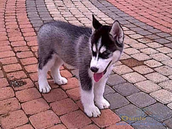 45+ Anjing husky anakan new