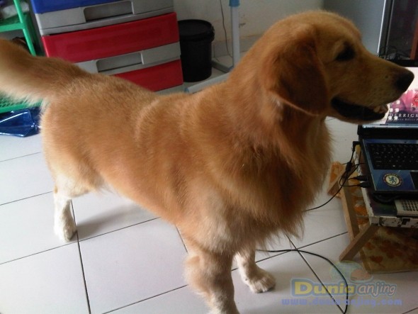 30++ Harga anak anjing golden di bali info