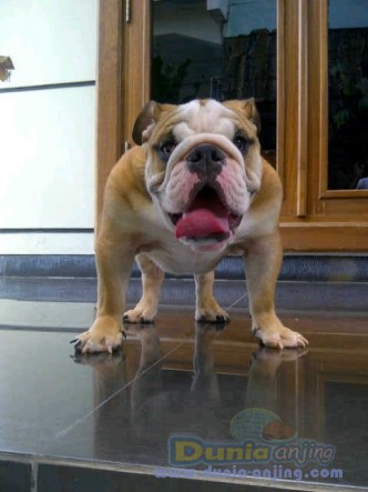 12+ Jual anak anjing bulldog update