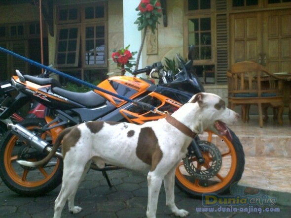 44++ Jual anjing bull terrier di jogja info