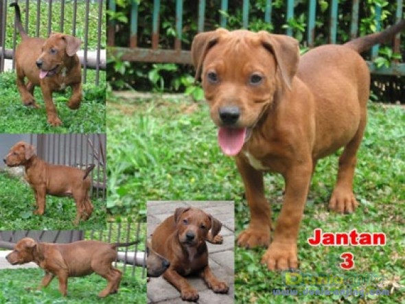 Dunia Anjing Jual Anjing Lainnya Mix Breed Mix Pitbull Campuran 1 4 Dobermann