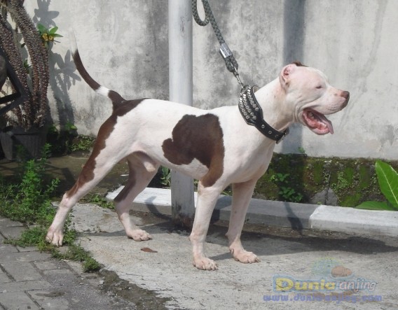 Dunia Anjing | Jual Anjing American Pit Bull Terrier - Jual Pitbull ...