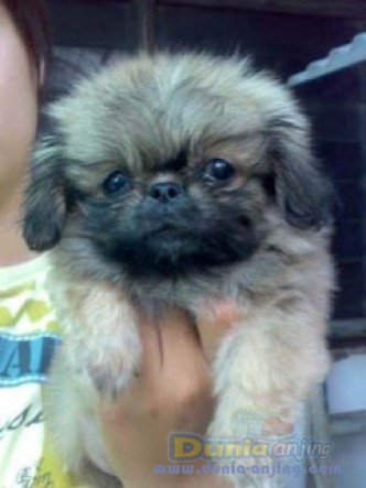 26+ Harga anjing kecil imut info