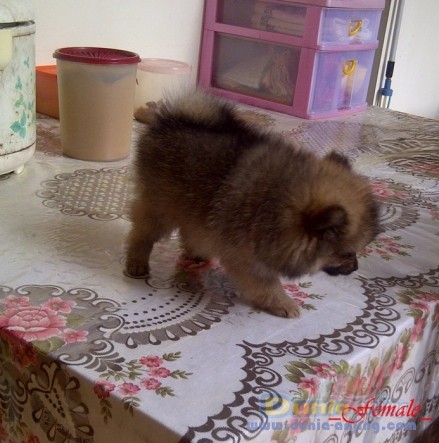 37+ Jual anjing mini pom semarang info