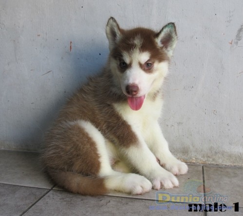 Dunia Anjing | Jual Anjing Siberian Husky - Siberian Husky Puppy - Jogja