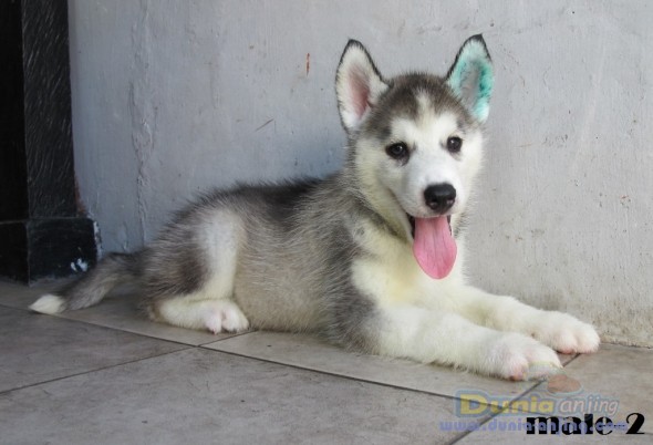 Dunia Anjing | Jual Anjing Siberian Husky - Siberian Husky Puppy - Jogja