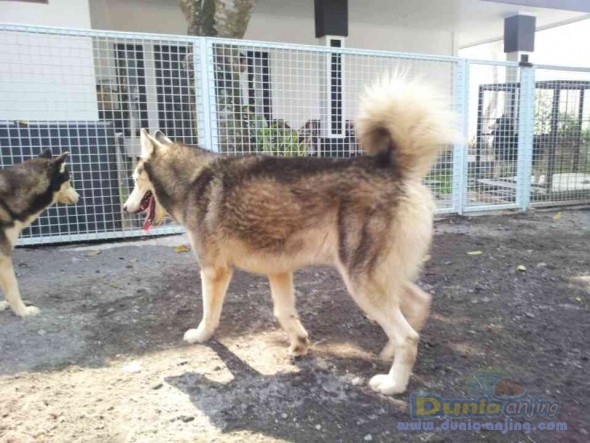 Dunia Anjing  Jual Anjing Siberian Husky - Dijal Pejantan 