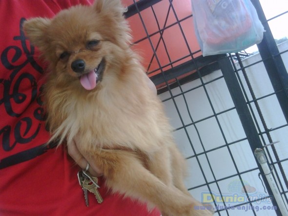 Dunia Anjing | Jual Anjing Lainnya / Mix Breed - Jual Pom Murah Non Stb