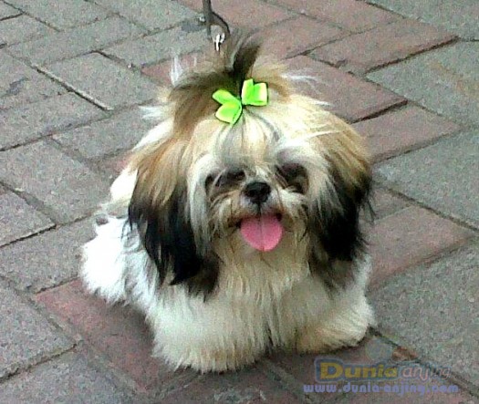 Dunia Anjing | Jual Anjing Shih Tzu - Jual Cepat Anjing Shih Tzu + Kandang