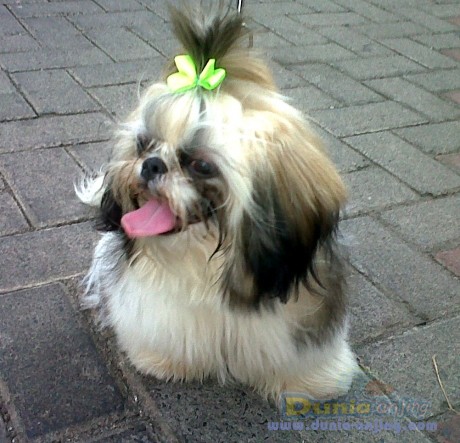 Dunia Anjing | Jual Anjing Shih Tzu - Jual Cepat Anjing Shih Tzu + Kandang