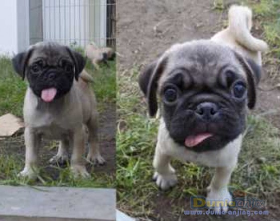 Dunia Anjing | Jual Anjing Pug - Jual Anjing PUG Jantan