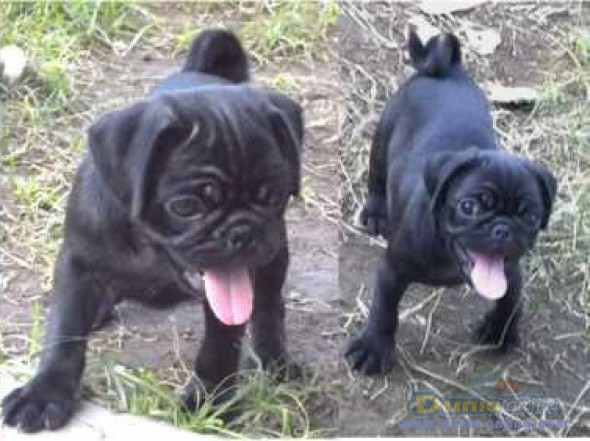 Dunia Anjing | Jual Anjing Pug - Jual Anjing PUG Jantan