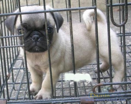 28++ Anjing pug dijual ideas in 2021 