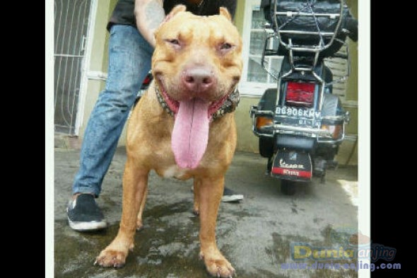 39+ Pitbull american pit bull terrier anjing update
