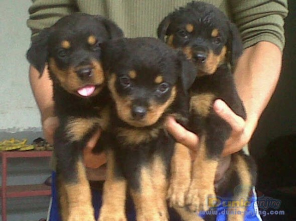 50++ Harga anakan anjing rottweiler update 