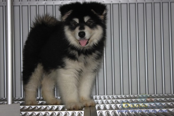 44++ Anjing alaskan malamute dijual ideas