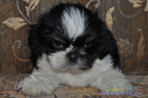 Dunia Anjing | Jual Anjing Shih Tzu - Shih Tzu Puppies For Sell [Bandung]