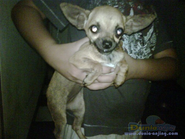 11+ Harga anjing chihuahua asli information