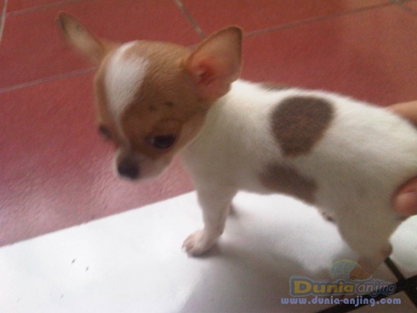 47+ Anjing chihuahua lucu update