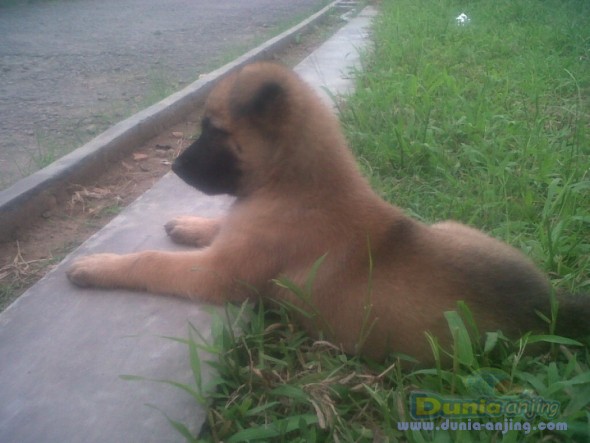 41+ Anak anjing belgian malinois info