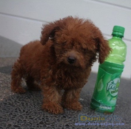 46++ Jual anjing toy poodle silver update 