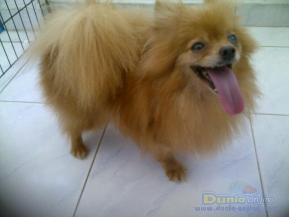 39++ Harga anjing pomeranian murah update