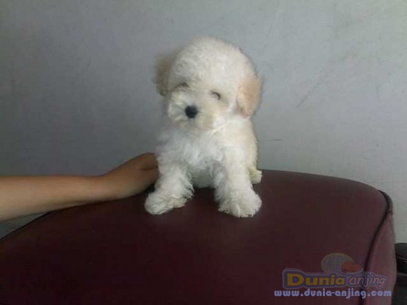 12+ Jual anjing toy poodle jakarta ideas