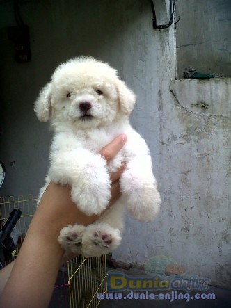 Dunia Anjing | Jual Anjing Poodle - Toy Poodle Puppies - By YUelan